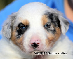 Slate Tricolor, Male, medium coat, border collie puppy